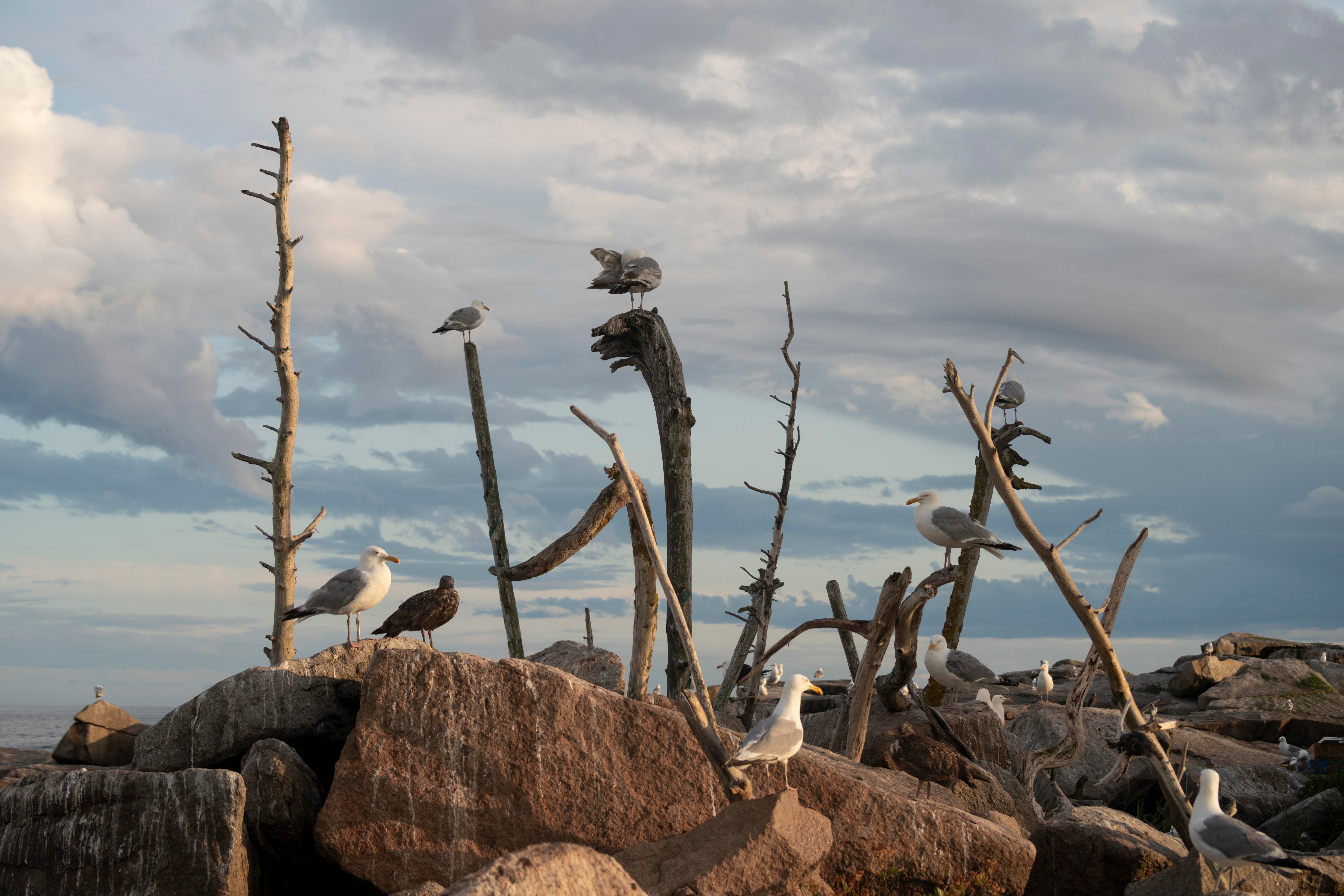 A group of seagulls stand on rocks and weathered dead trees with a cloudy illuminated sky in the background