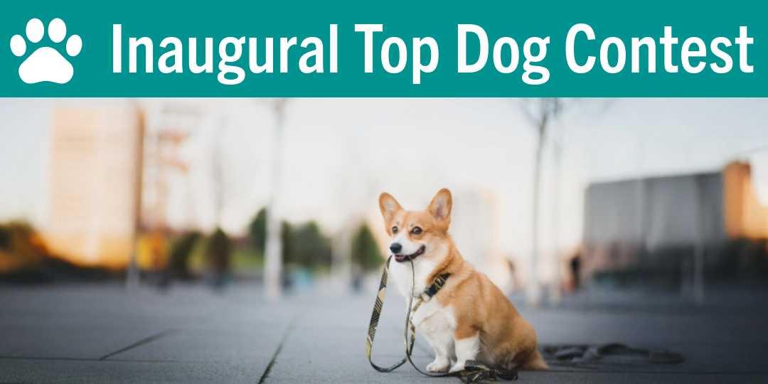 image of a corgi with a leash in its mouth sitting in a paved courtyard