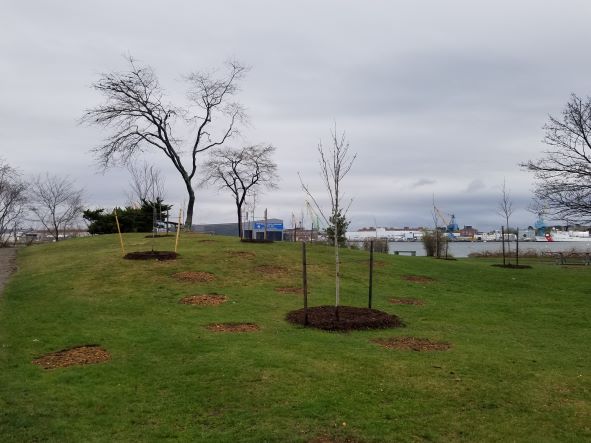 Four Tree Island Arbor Day trees 2022