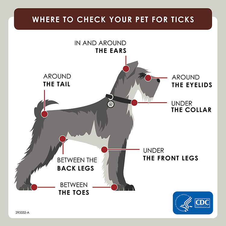CDC Ticks on Pets Graphic