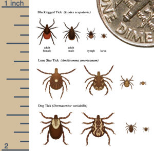 CDC Tick Lifecycle graphic