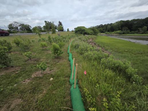 A photo showing a newly planted area next to a tidal marsh