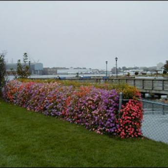 The “Flower Wall” In Bloom