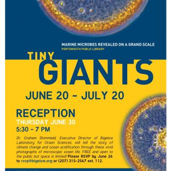 Tiny Giants 2016