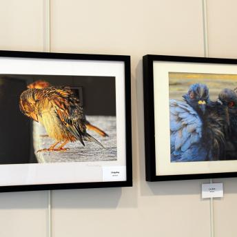 Two photos of birds