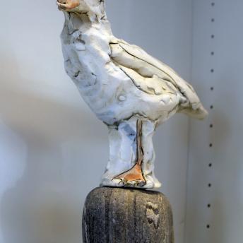 Seagull