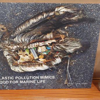 Plastic Pollution