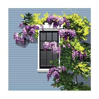 Wisteria at the Moffatt-Ladd House and Garden