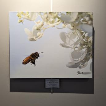 Photo by Shirley A. Reed