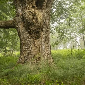 Photograph by Effie Malley