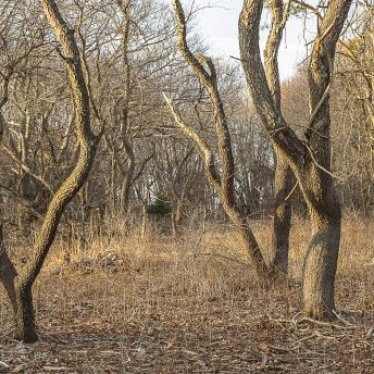 Photograph by Effie Malley