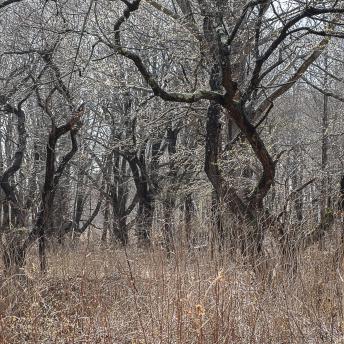 Photograph by Effie Malley
