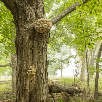 Photograph by Effie Malley