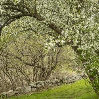 Photograph by Effie Malley