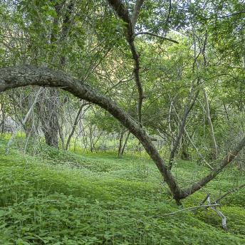 Photograph by Effie Malley
