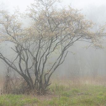 Photograph by Effie Malley