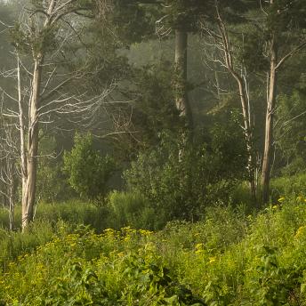 Photograph by Effie Malley