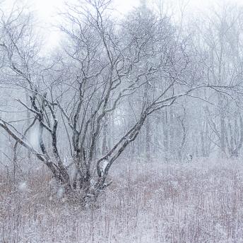 Photograph by Effie Malley