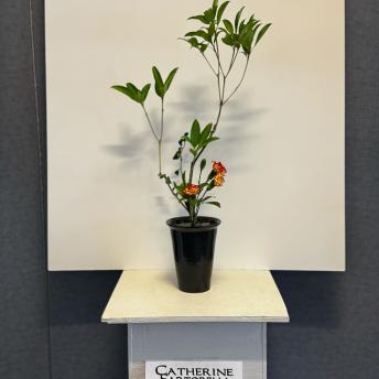 Catherine Sartorelli - Shoka Shofutai