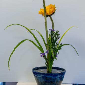 Two yellow flowers in a black and blue vase