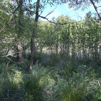 Wetland