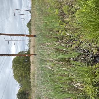 Wetland