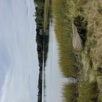 Wetland