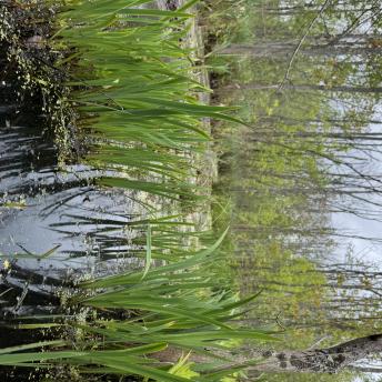 WetlandWetland