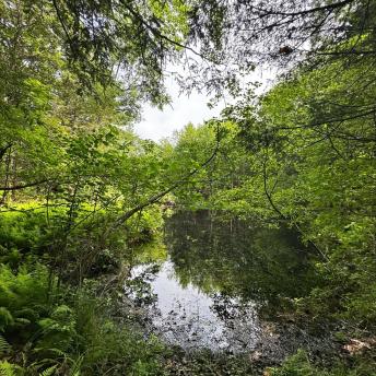 Wetland