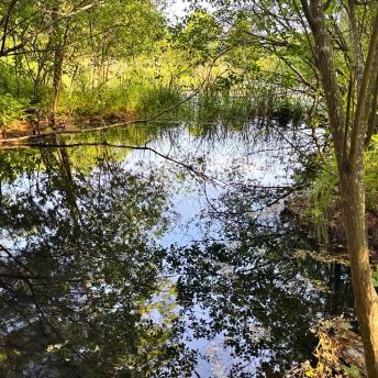 Wetland