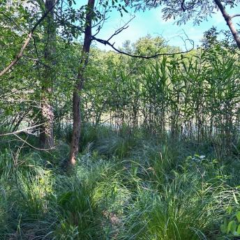 Wetland