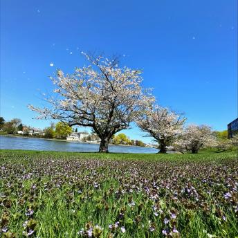 WetlandWetland