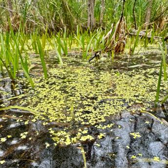 Wetland