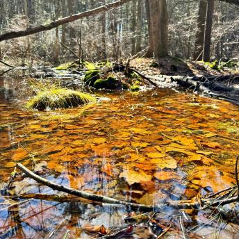 Wetland