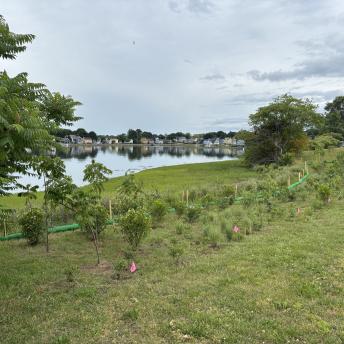 Wetland