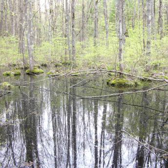 Wetland