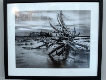 Driftwood at Vols Island by Bill Doucet, 1st Place