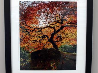Japanese Maple by Tony Baldasaro, 2nd Place Class A