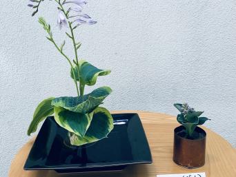 Giboshi (Hosta) by Meghan Harris