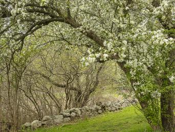 Photograph by Effie Malley