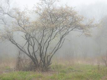 Photograph by Effie Malley