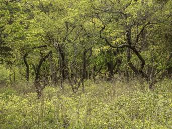 Photograph by Effie Malley