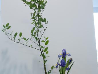 Green leafy flower and a purple short flower