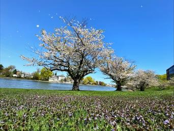 WetlandWetland