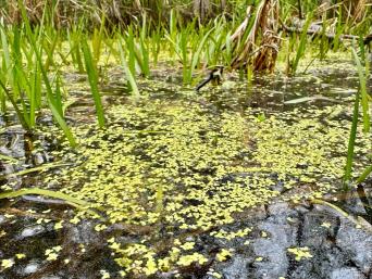 Wetland