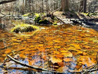 Wetland