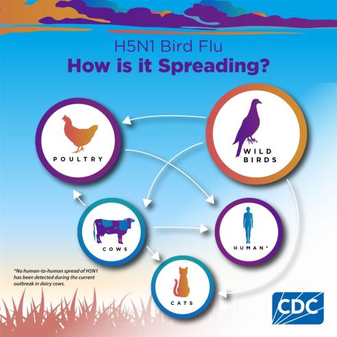 How is H5N1 (bird flu) spread