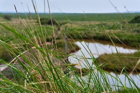 Mosquitoes breed in wet habitats.