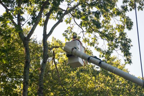 Eversource tree-trimming