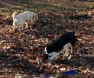 Dogs in park in Portsmouth NH